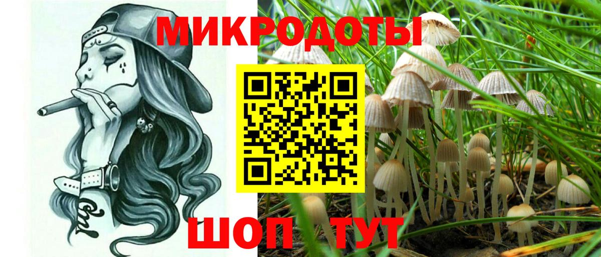 Псилоцибиновые грибы Psilocybe Кострома