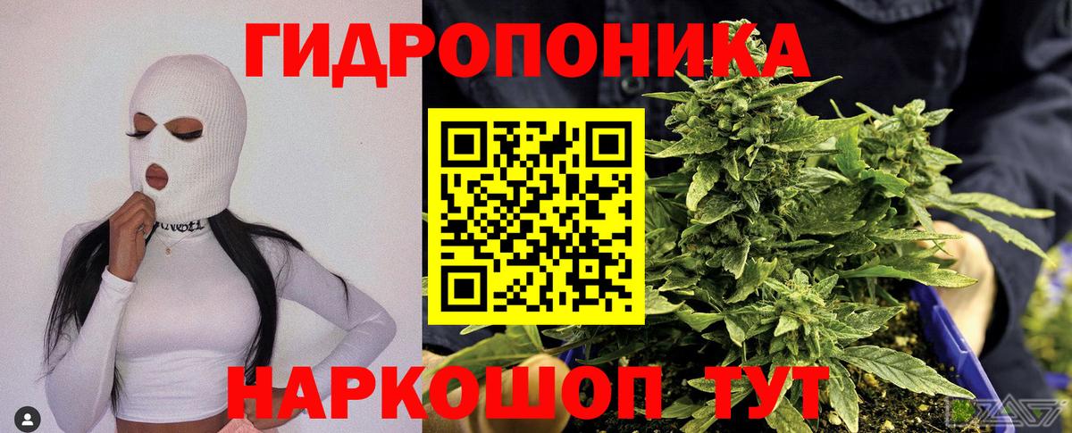 Бошки марихуана план  Бошки Шишки Bruce Banner  Кострома  Канабис семена  Вход с VPN  Марихуана ГИДРОПОН 